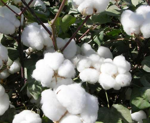 海岛棉是什么棉？海岛棉的优点和缺点