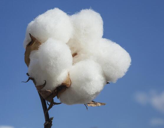 纺织指数创下3个月以来新高，棉价逼近十年来最高点